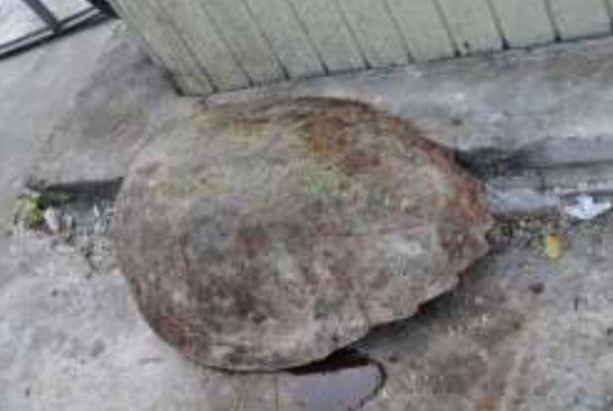 Brutal beating of endangered species lands 3 in police custody