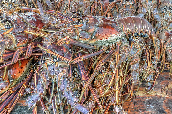 Fishermen fear lobster prices may take a dive