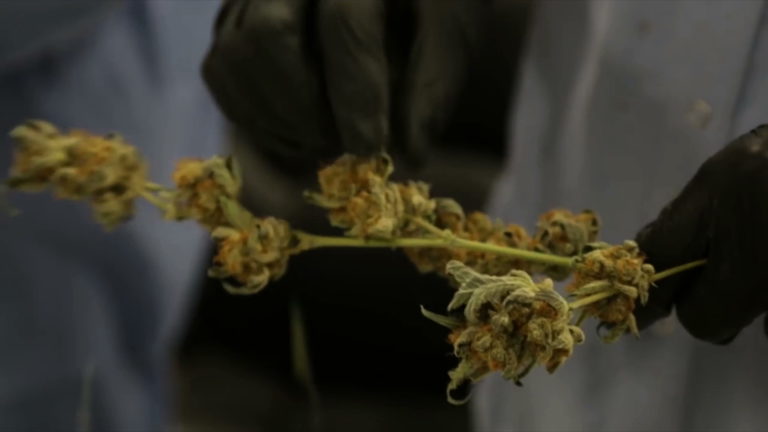 Police recover six suspected marijuana plants in Pinewood home