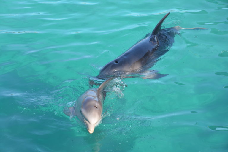 52-year-old dolphin gives birth to “Baby Duchess” at Blue Lagoon Island