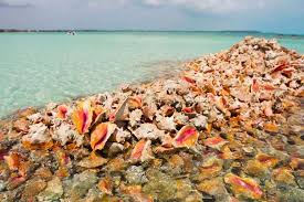 Bahamas signs agreement with IDB to advance conch conservation efforts