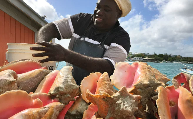 Survey shows strong public support for closed conch season