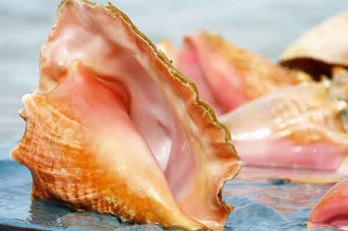 Over $4 mil. in conch exported from The Bahamas