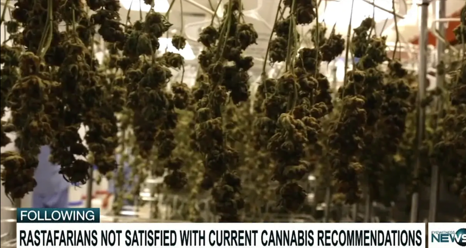 RASTAFARIANS NOT SATISFIED WITH CURRENT CANNABIS RECOMMENDATIONS