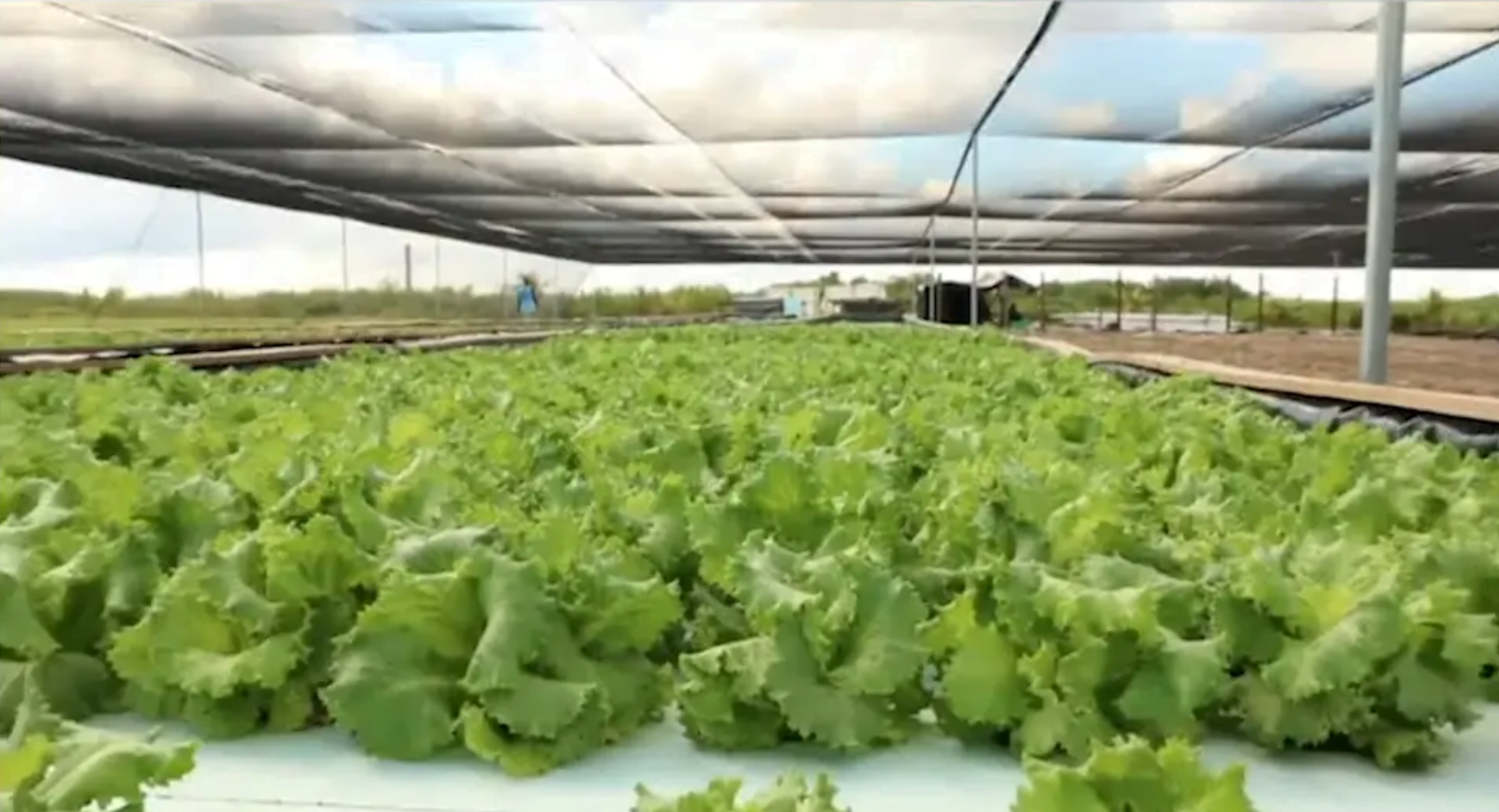 GOVERNMENT TO ENHANCE AGRICULTURE INDUSTRY IN COMING DAYS