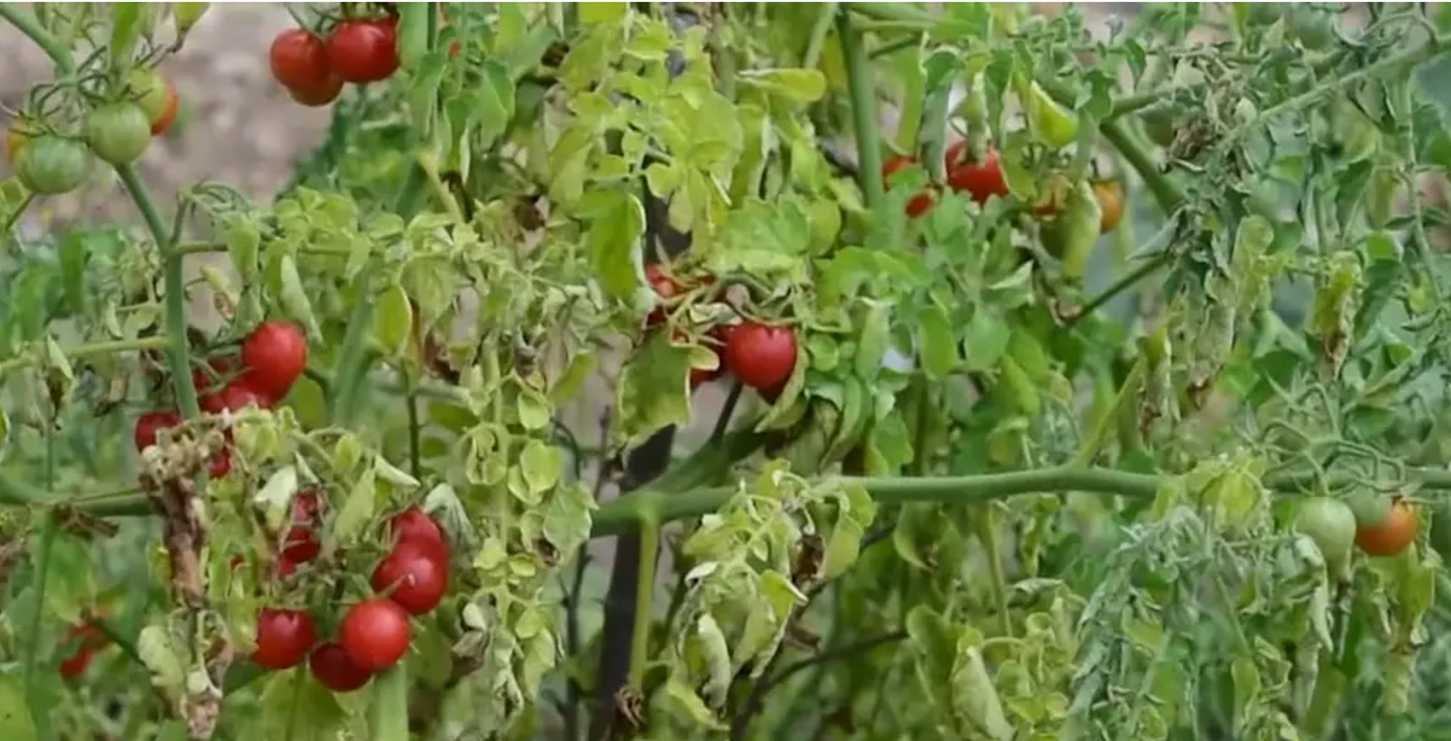 FEEDING OURSELVES: THE NEW REALITY