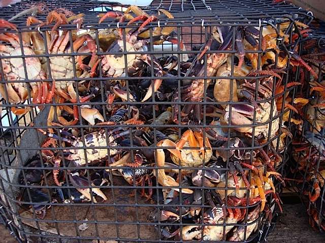 Crab vendors will be given designated area in New Providence
