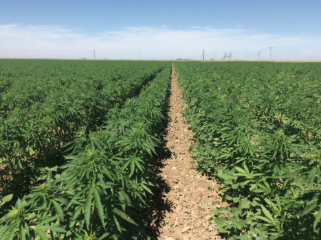 CULTIVATE: Agriculture minister to lobby for local production of industrial hemp, CBD