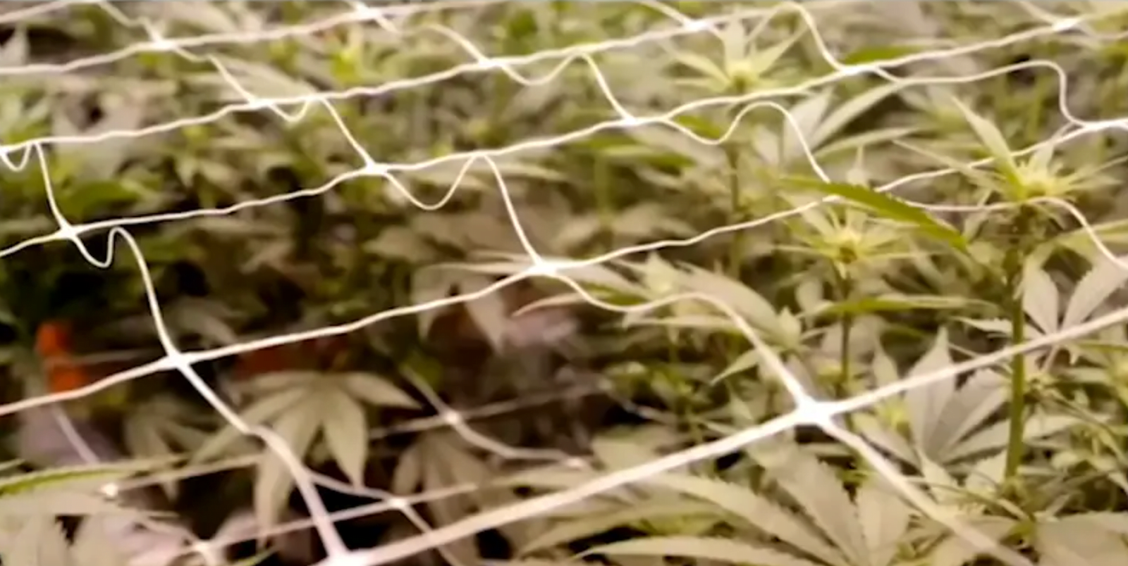 PINTARD PROPOSES PROCEEDING WITH INDUSTRIAL HEMP