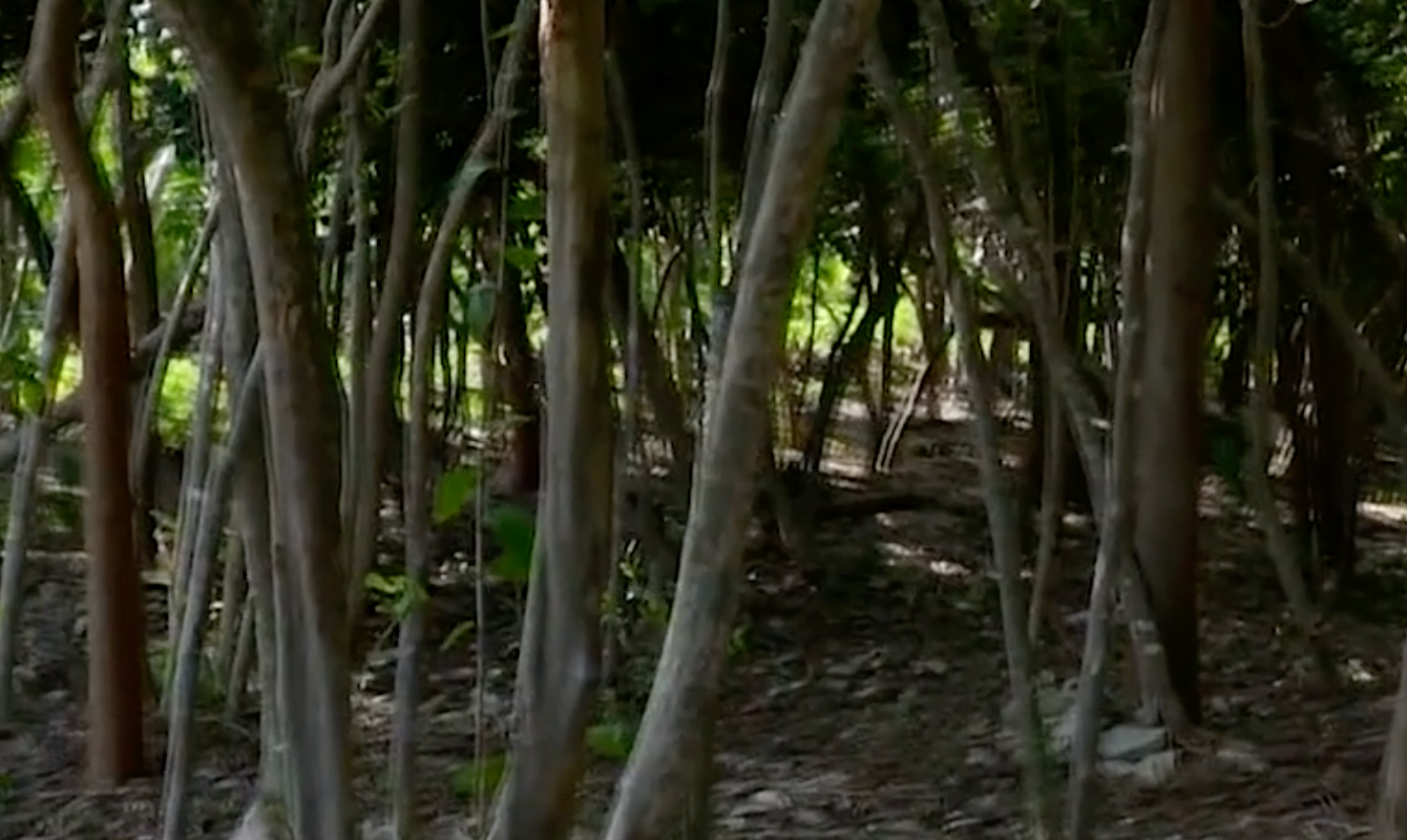 YAMACRAW FARMING INITIATIVE TO BOLSTER COMMUNITY DEVELOPMENT