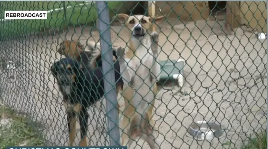 BAHAMAS HUMANE SOCIETY ENCOURAGES BAHAMIANS TO ‘ADOPT NOT SHOP’