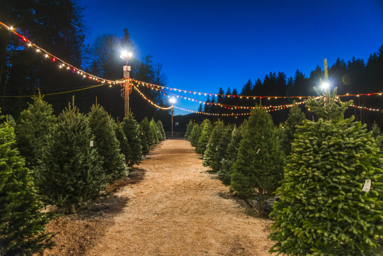 Despite pandemic gloom, retailers see strong Christmas tree sales
