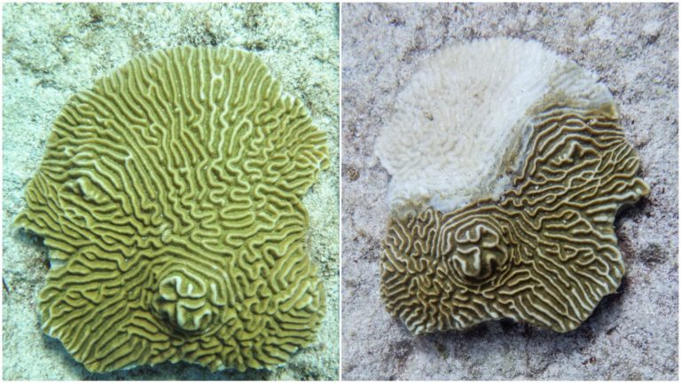 ‘COVID FOR CORAL REEFS’: Serious coral disease must be aggressively tackled, BNT urges