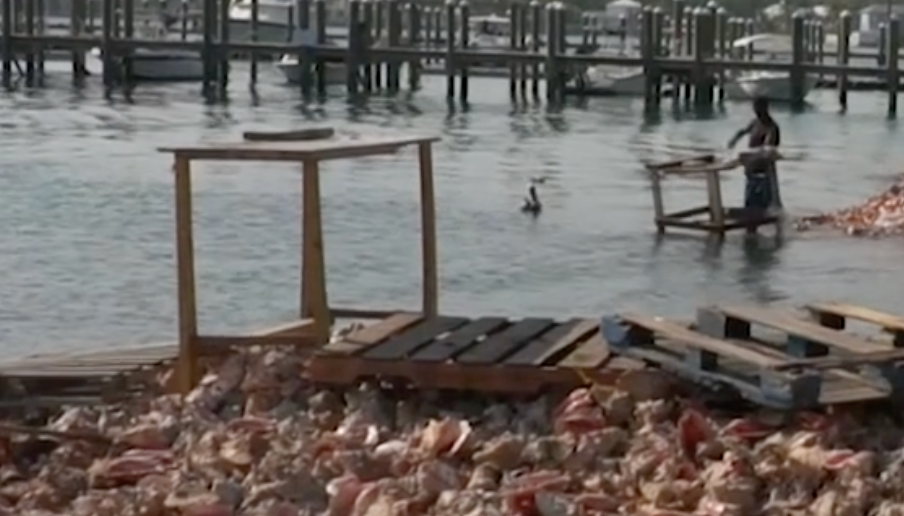 CONCH POISONING REPORTS SURFACE; OFFICIALS ENCOURAGE FOOD SAFETY