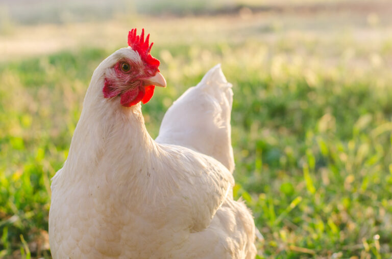 BIG BIRD BOUNCING BACK: Abaco poultry producer up to 20% pre-Dorian capacity as demand increases