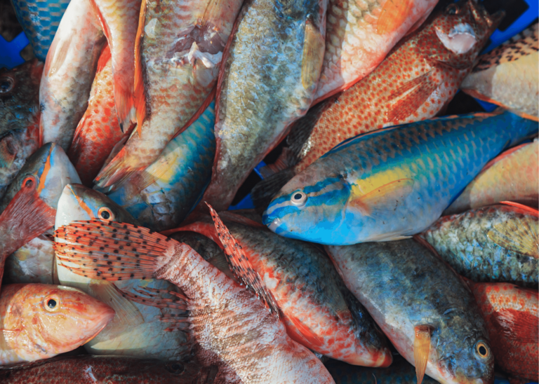 Rise in parrotfish harvesting poses threat to Bahamian corals