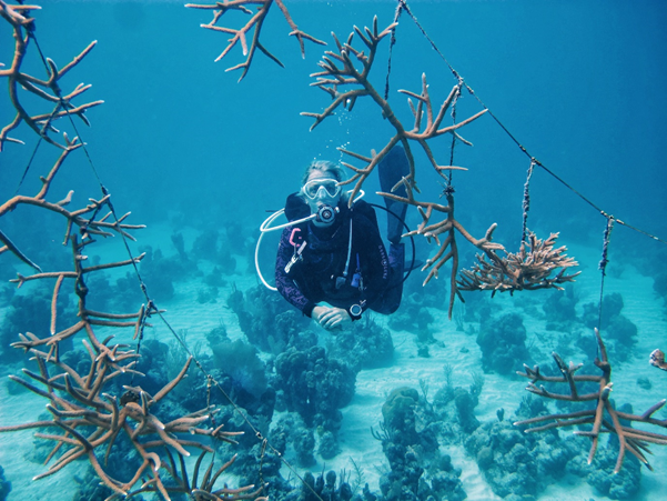 Hybrid corals could hold the key to reef restoration