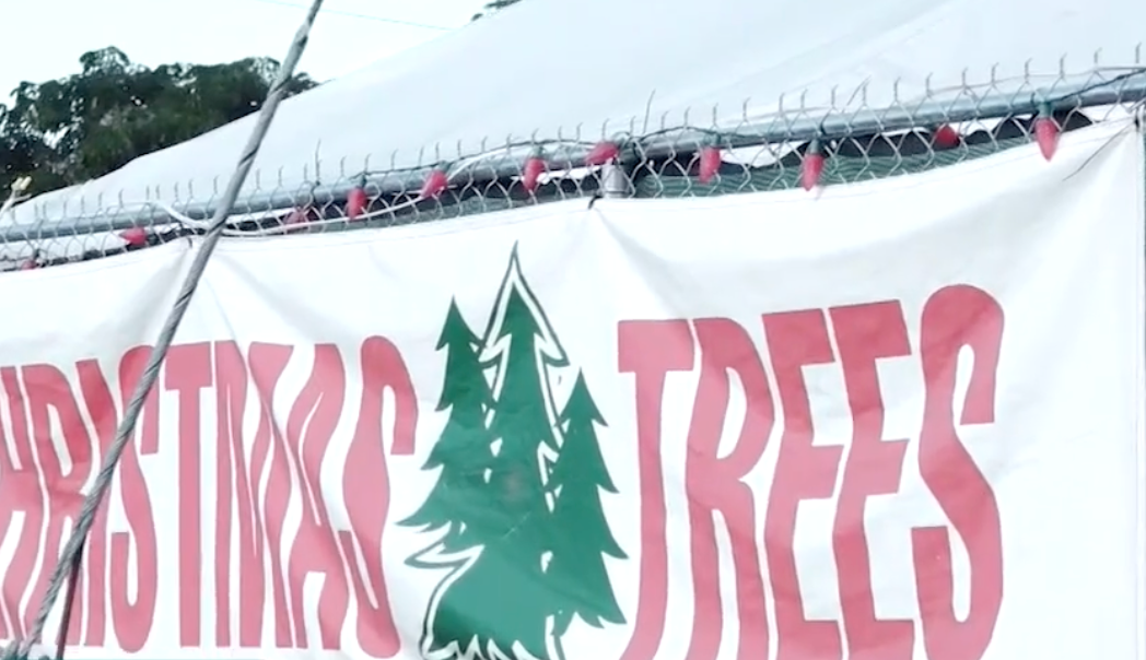 GLOBAL CHALLENGES FORCE CHRISTMAS TREE VENDORS TO GO UP ON PRICES
