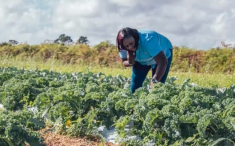 CHICHARNEY’S LARGE SCALE STRAWBERRY FARMING
