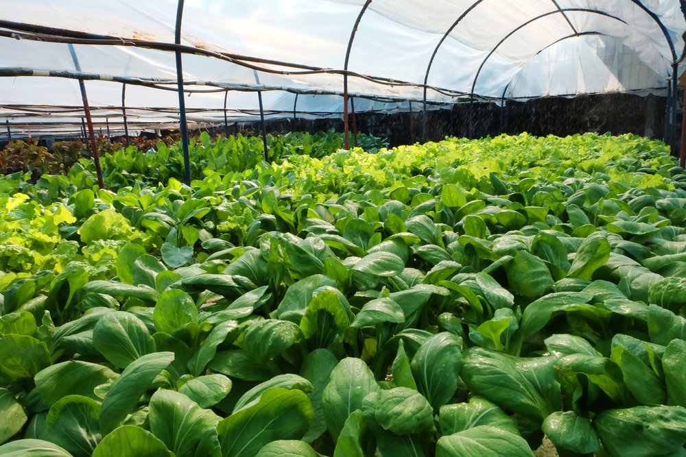 FAO and Ministry of Agriculture and Marine Resources ink deal for Eleuthera digital village development