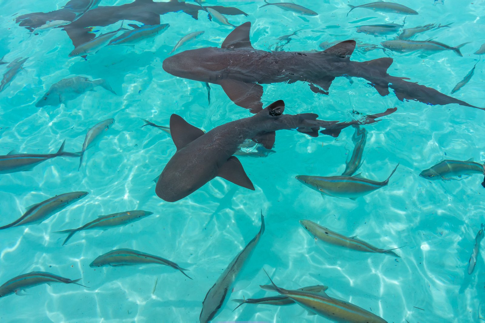 Eight-year-old child bitten by nurse sharks on holiday