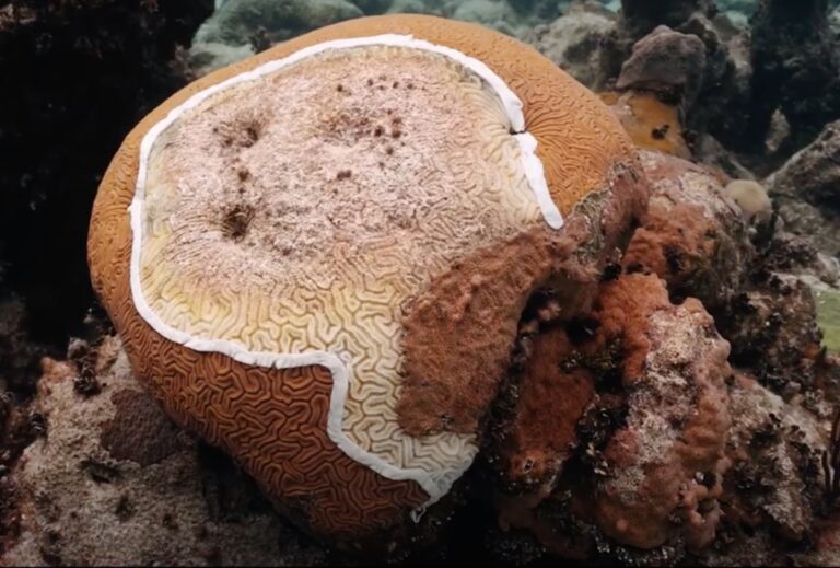 Dreaded coral disease hits popular scuba diving spot in the Abacos