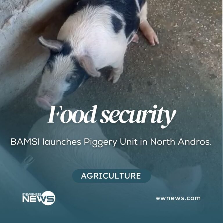 BAMSI launches piggery unit in North Andros – Eye Witness News