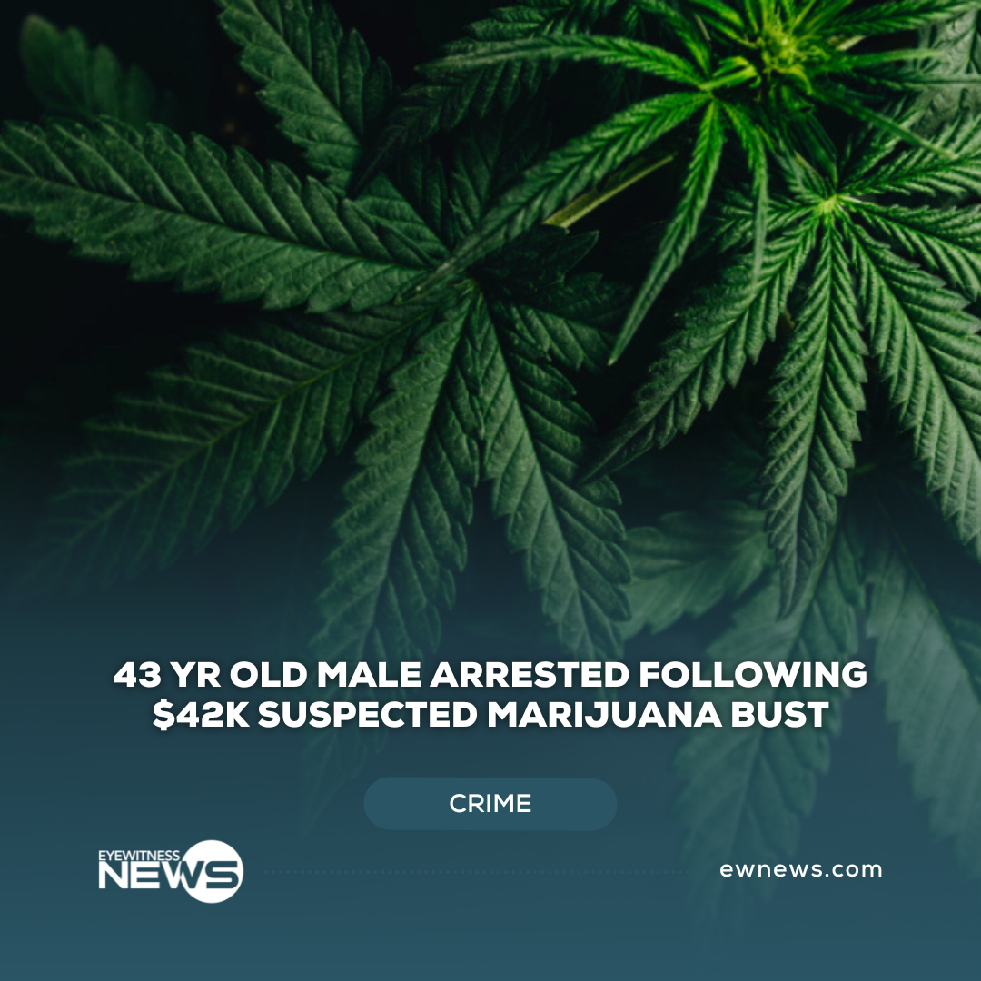 $42K suspected marijuana discovered, adult male arrested