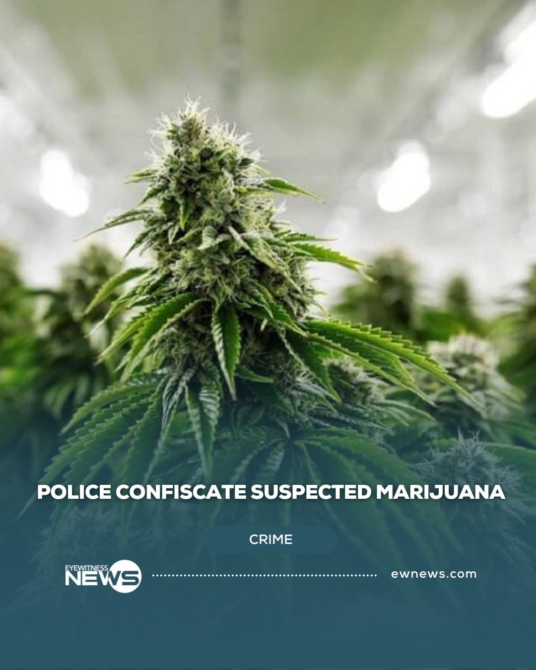 Police confiscate suspected marijuana