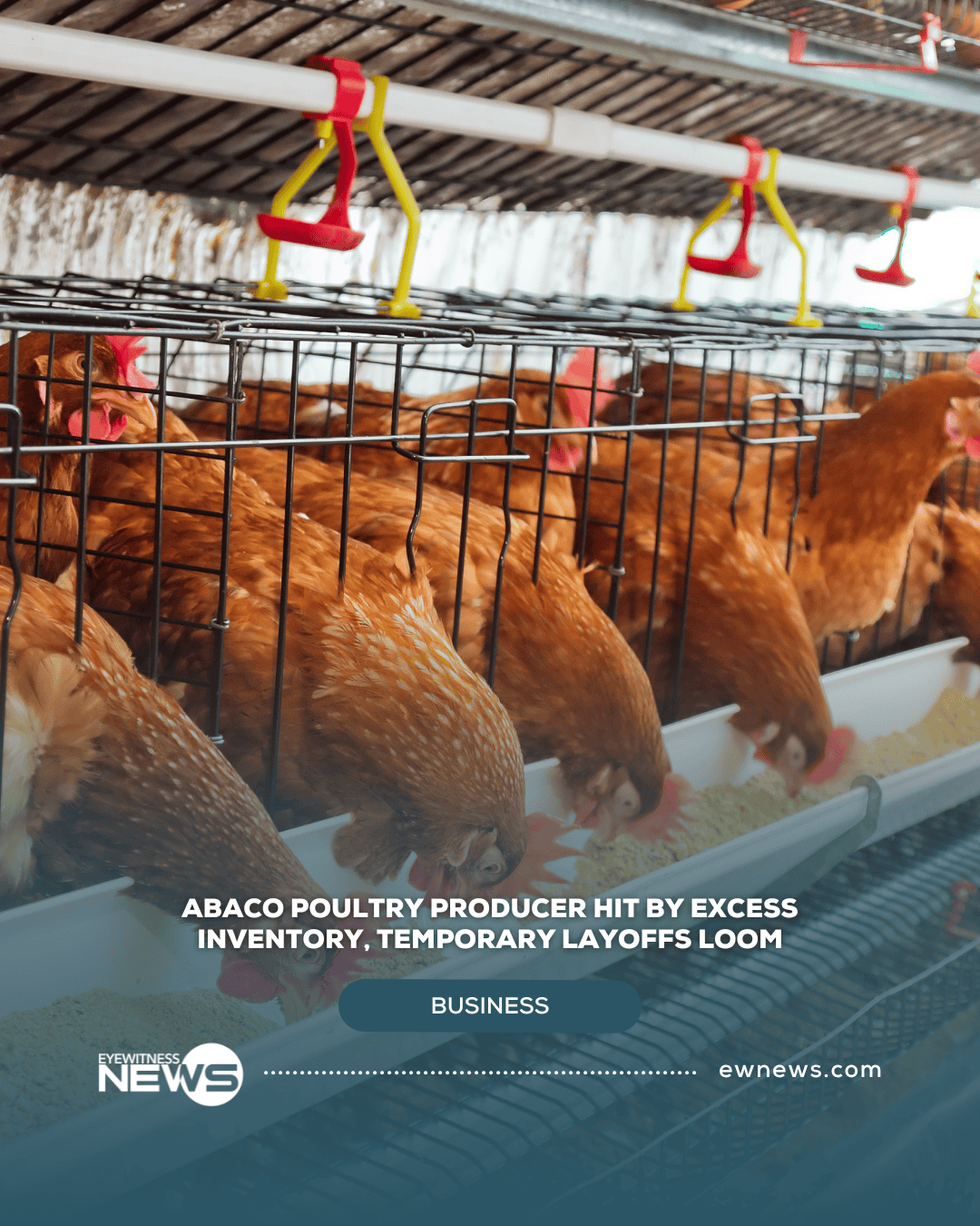Abaco Poultry producer hit by excess inventory, temporary layoffs loom