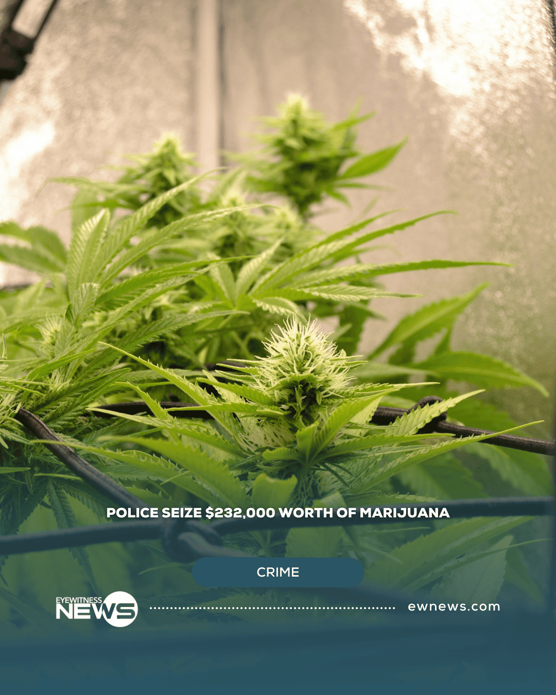 Police seize $232,000 worth of marijuana