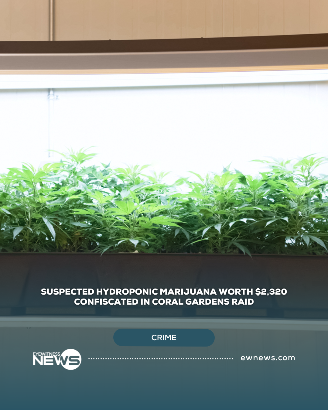 Suspected hydroponic marijuana worth $2,320 confiscated in Coral Gardens raid