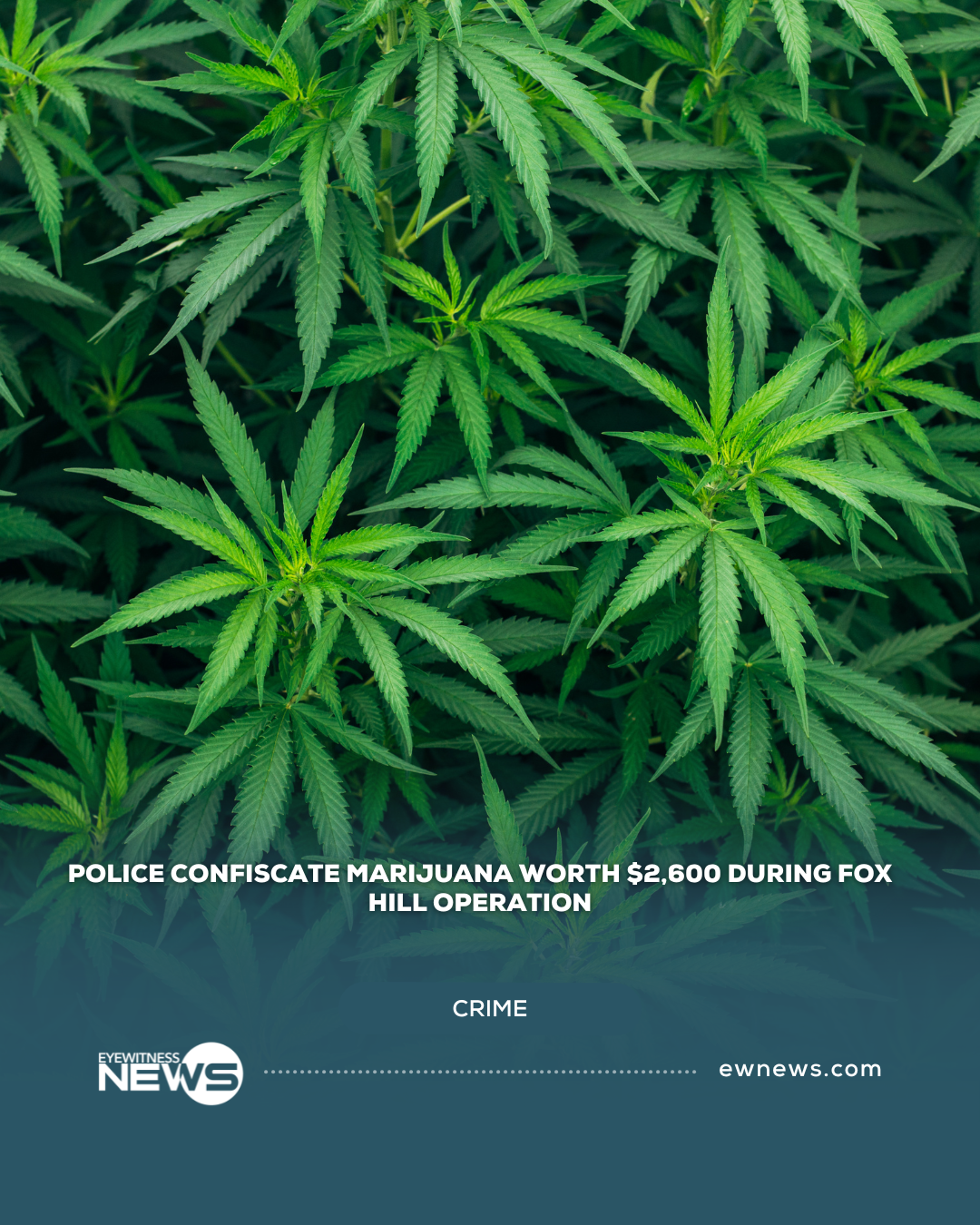 Police confiscate marijuana worth $2,600 during Fox Hill operation
