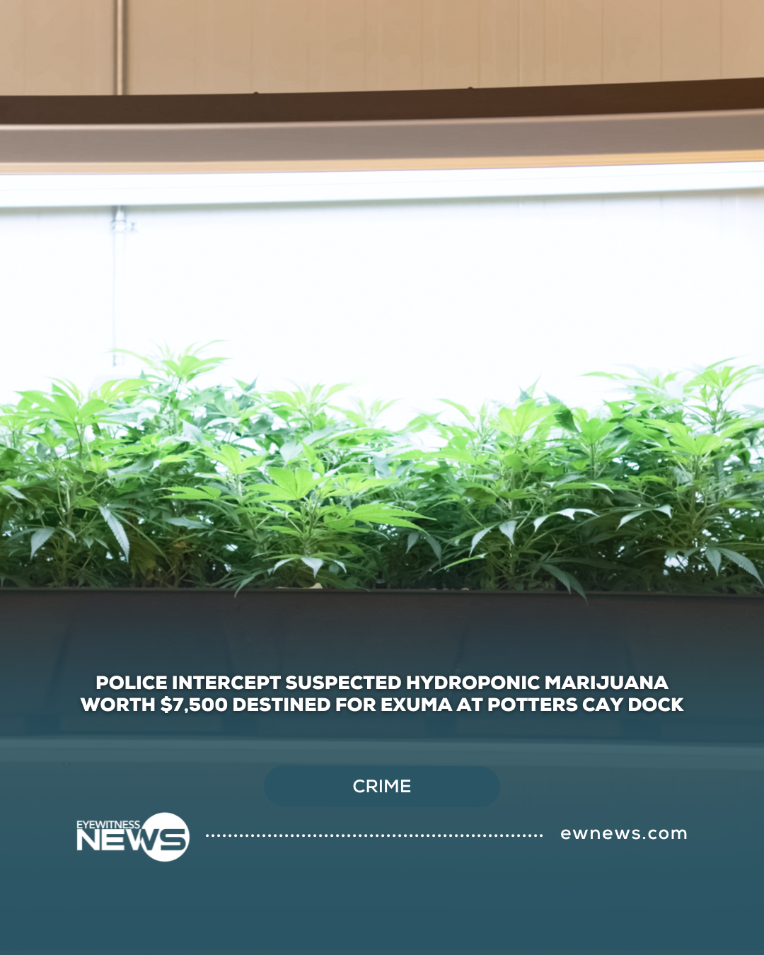 Police intercept suspected hydroponic marijuana worth $7,500 destined for Exuma at Potters Cay Dock