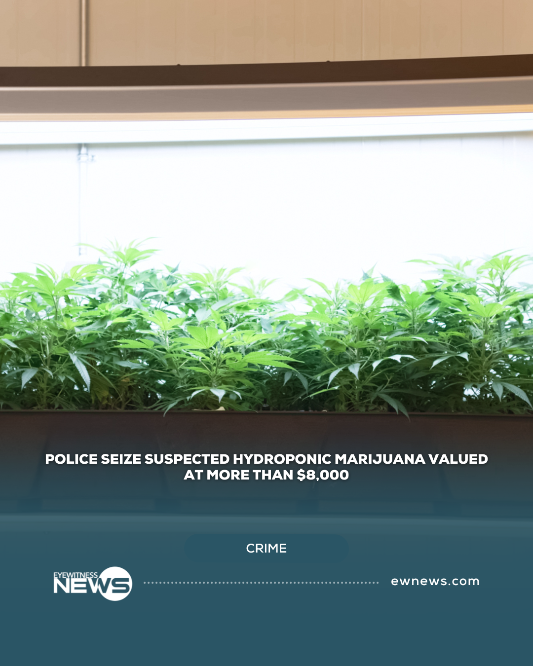 Police seize suspected Hydroponic marijuana valued at more than $8,000