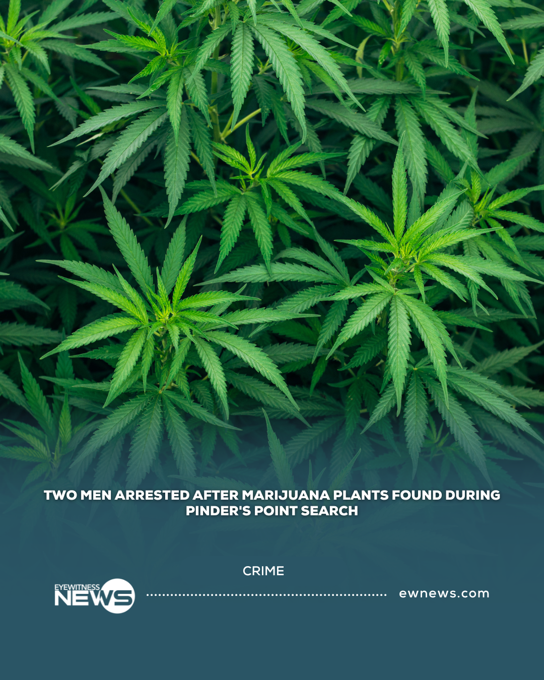 Two men arrested after marijuana plants found during Pinder’s Point search