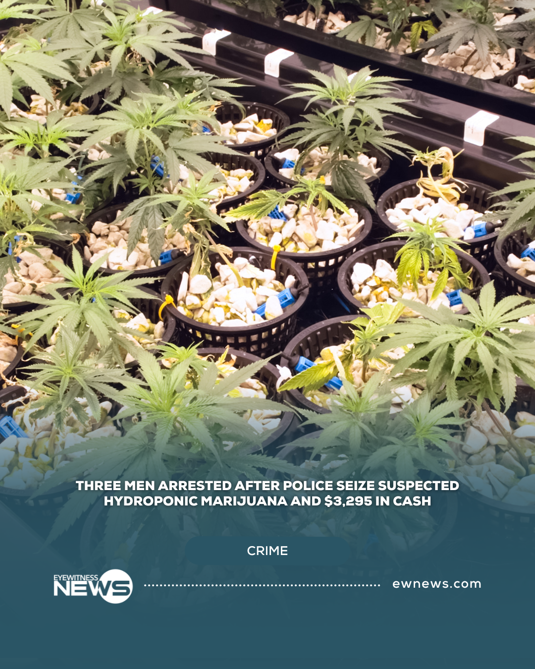 Three men arrested after police seize suspected hydroponic marijuana and $3,295 in cash