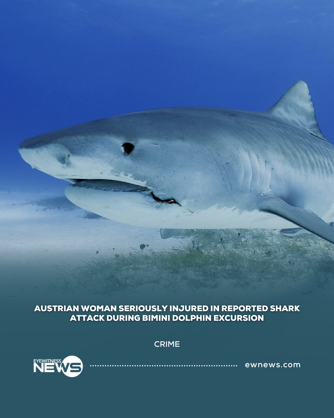 Austrian woman seriously injured in reported shark attack during Bimini dolphin excursion